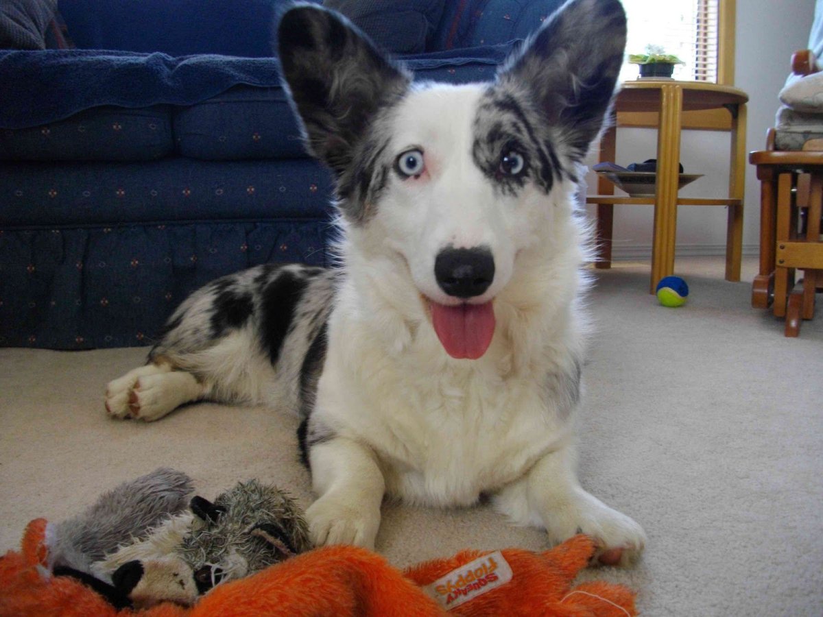 Смесь корги и хаски