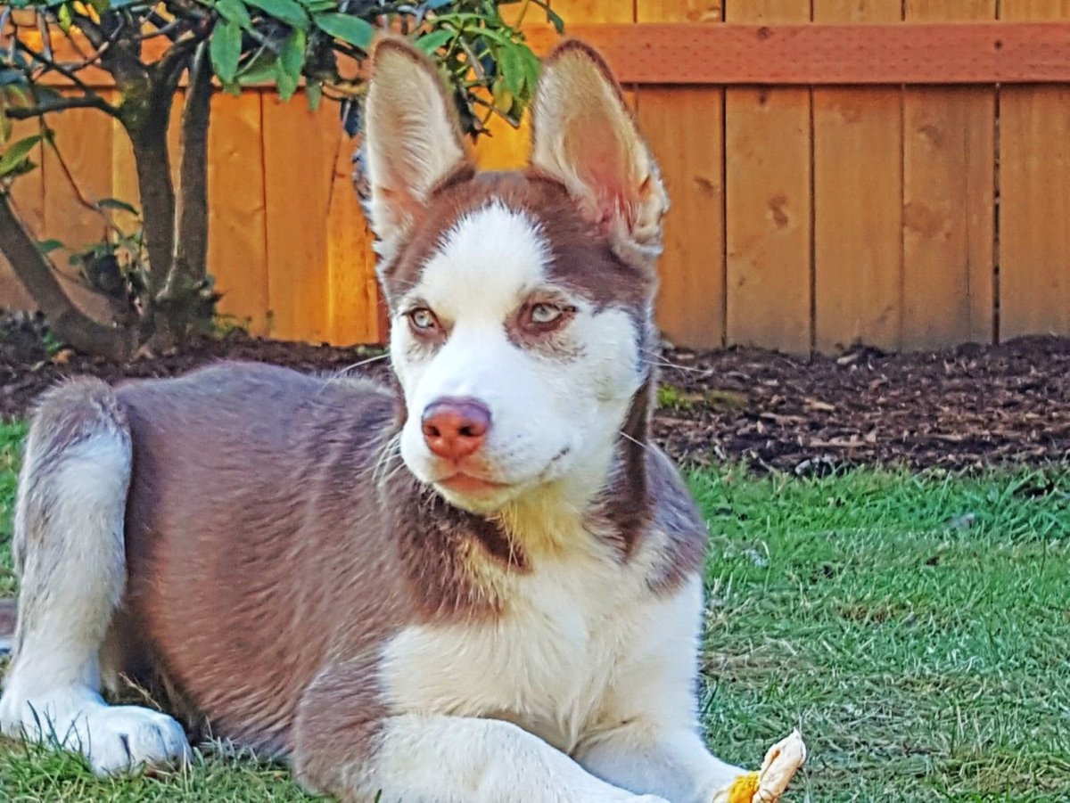 Помесь хаски и корги