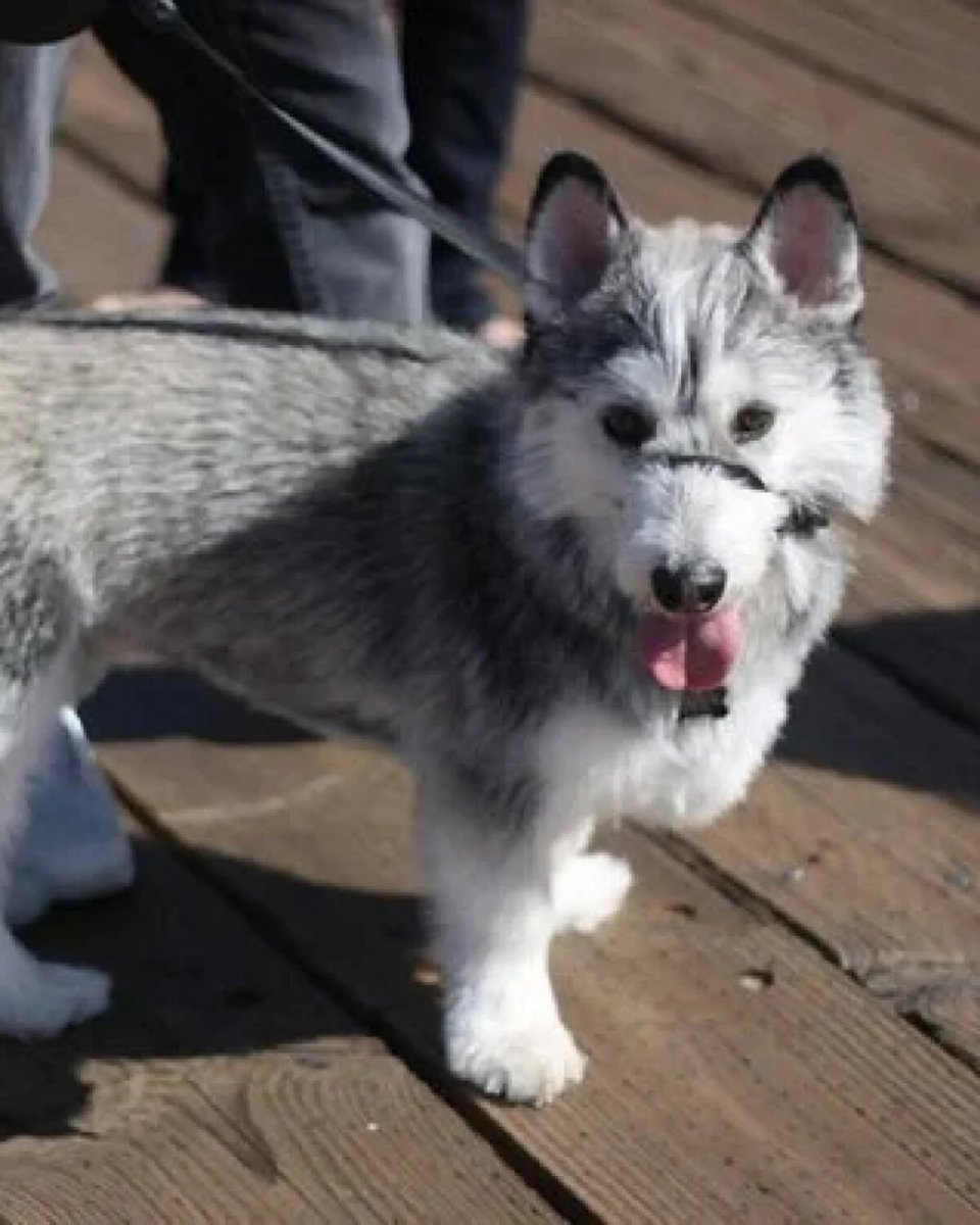 Метис корги и маламута