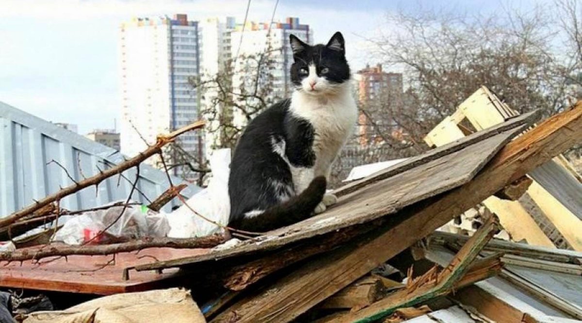 Дворовый кот