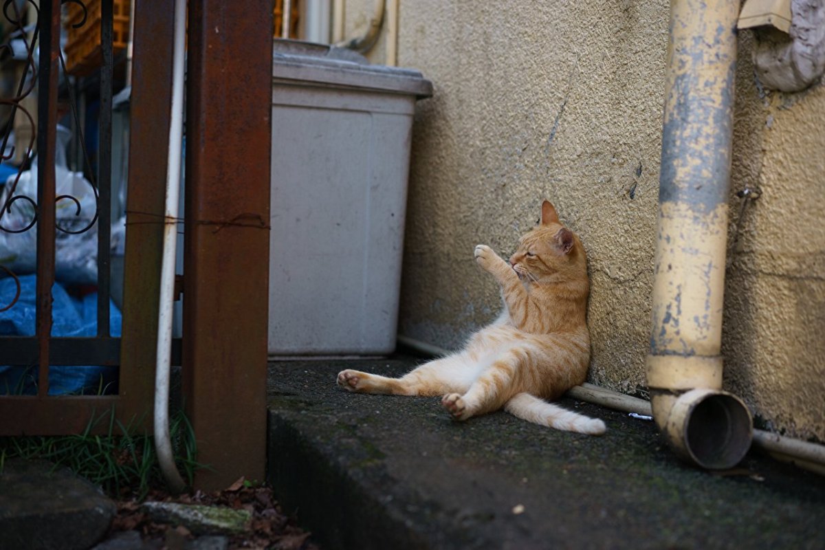 Бедные котята