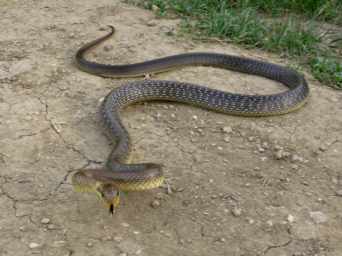 Желтобрюхий Каспийский полоз