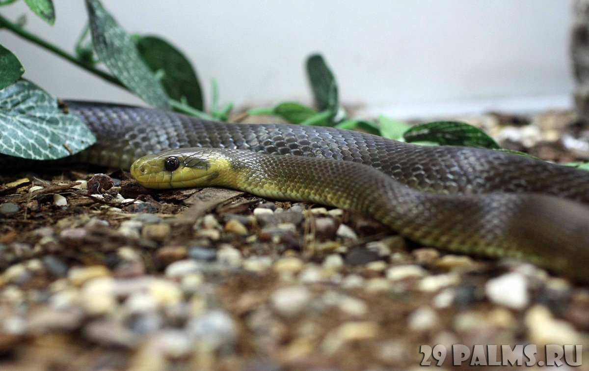 Эскулапов полоз