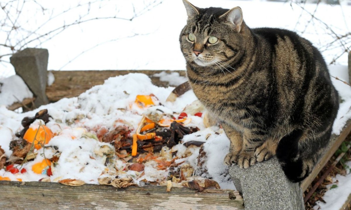 Мусорный кот