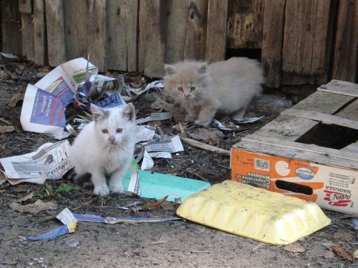 Мусорные коты