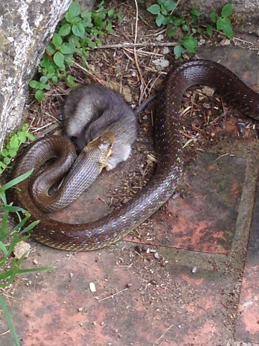 Серебристый полоз змея