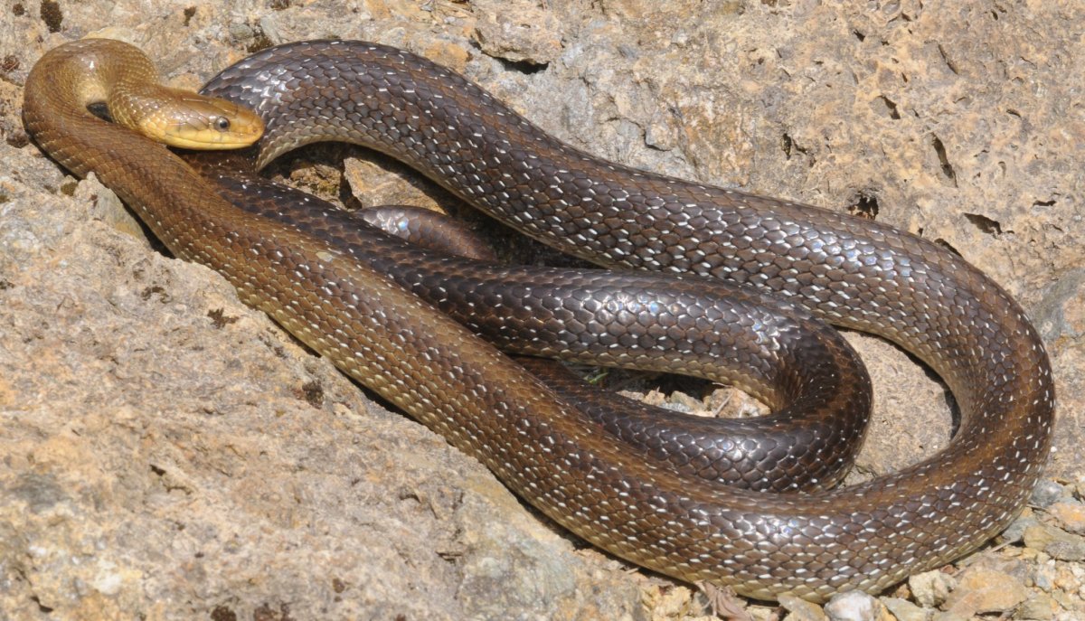 Полоз эскулапов (zamenis longissimus)