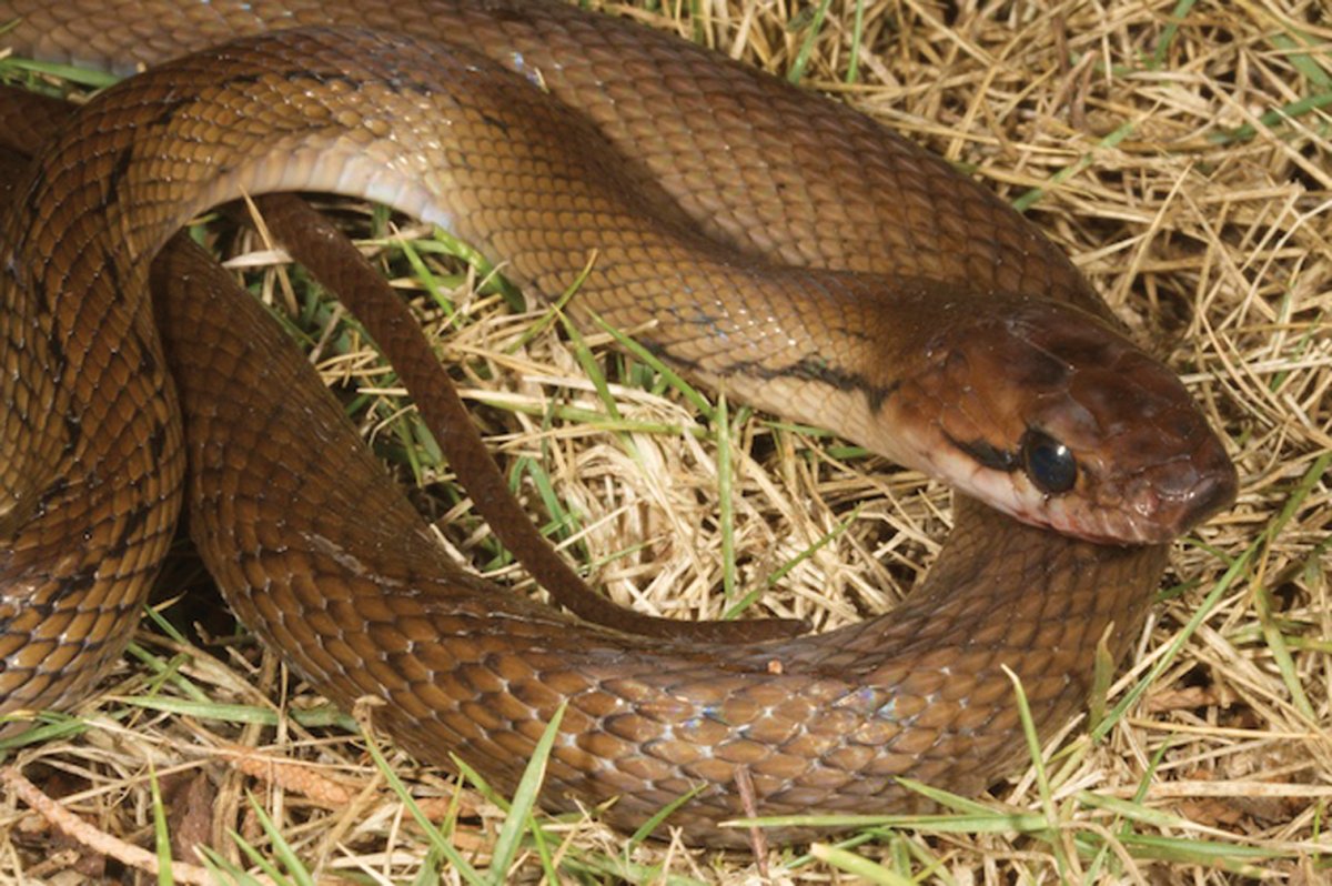 Кавказская гадюка, эскулапов полоз