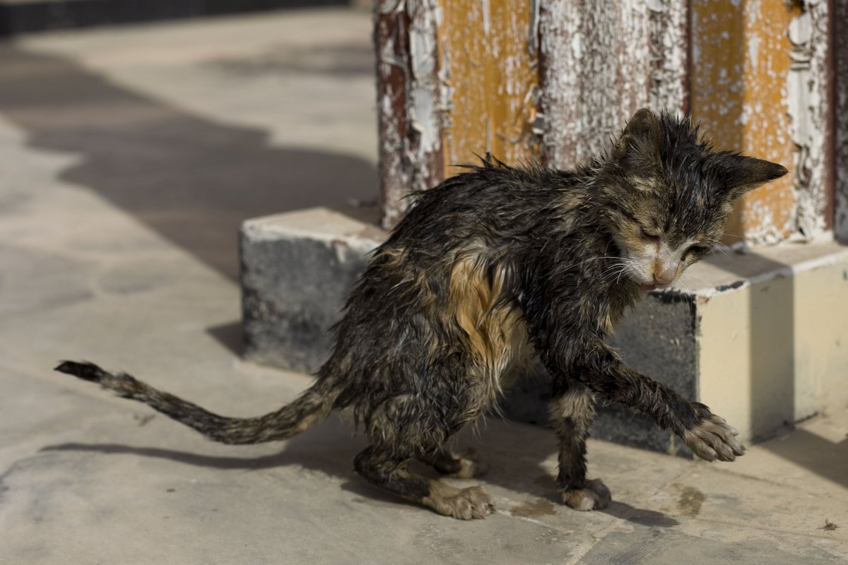 Кошка на стуле