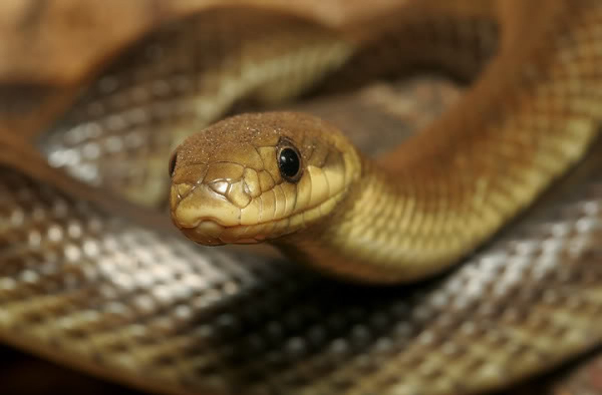 Эскулапов полоз змея