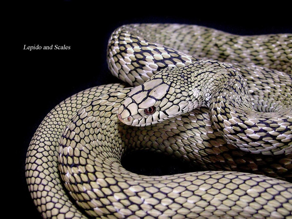 Маисовый полоз желтобрюхий