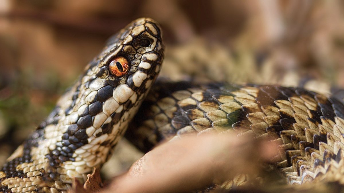 Четырехполосый полоз