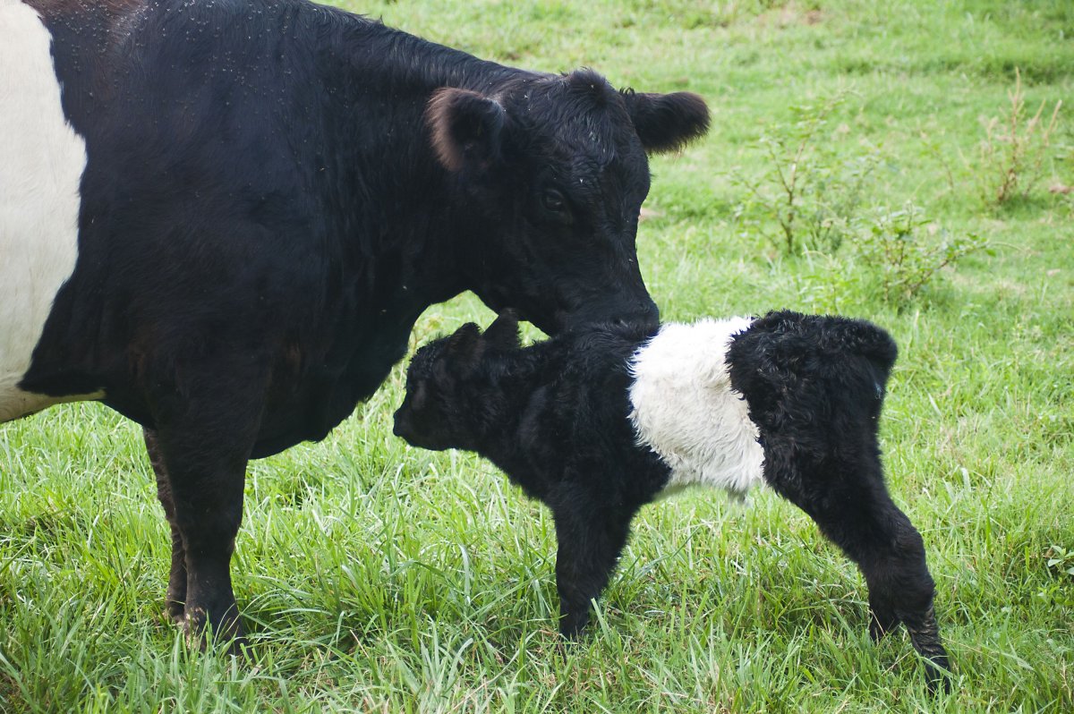 Belted Galloway Cows