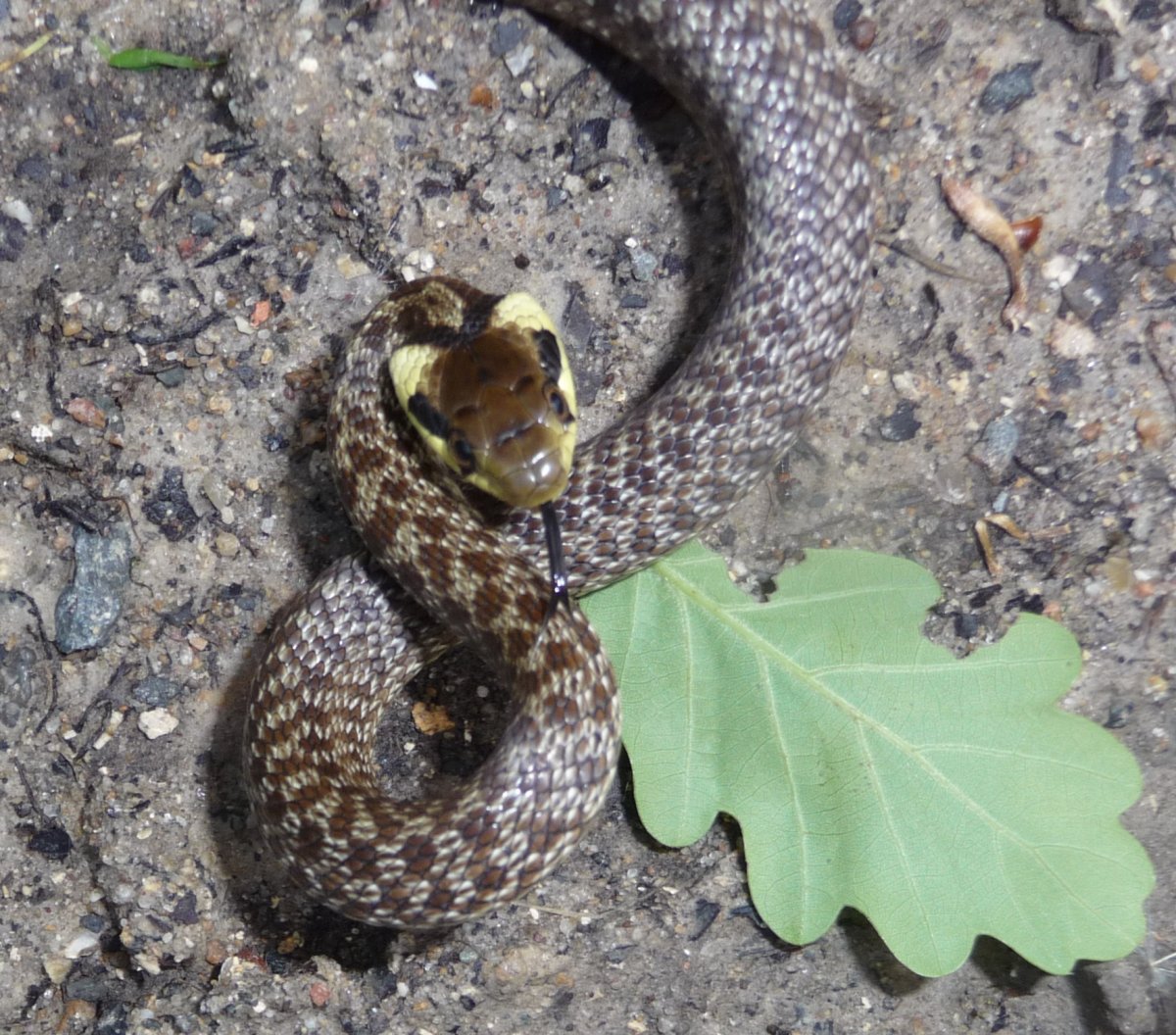 Эскулапов полоз купить