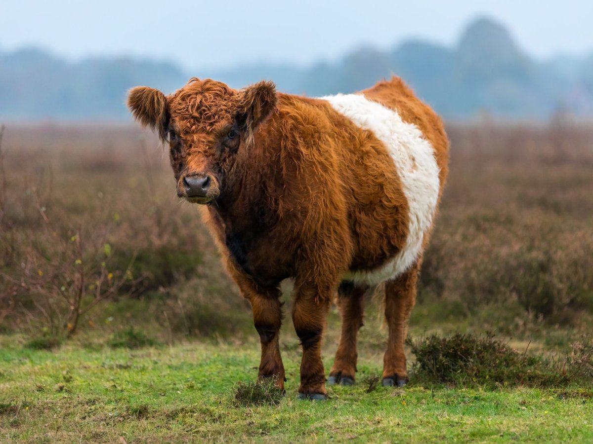 Galloway Cow