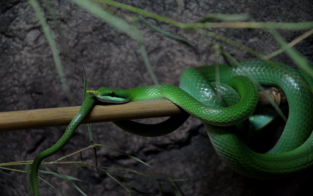 Королевский килеватый полоз
