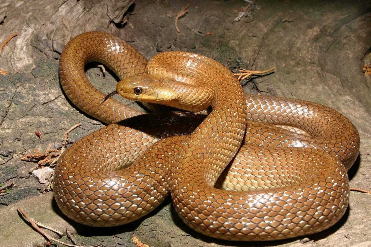 Эскулапов полоз Elaphe longissima