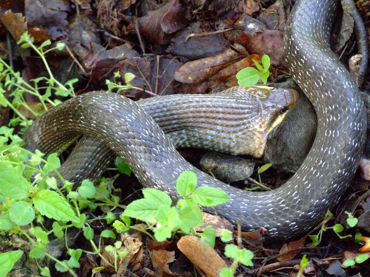 Эскулапов полоз