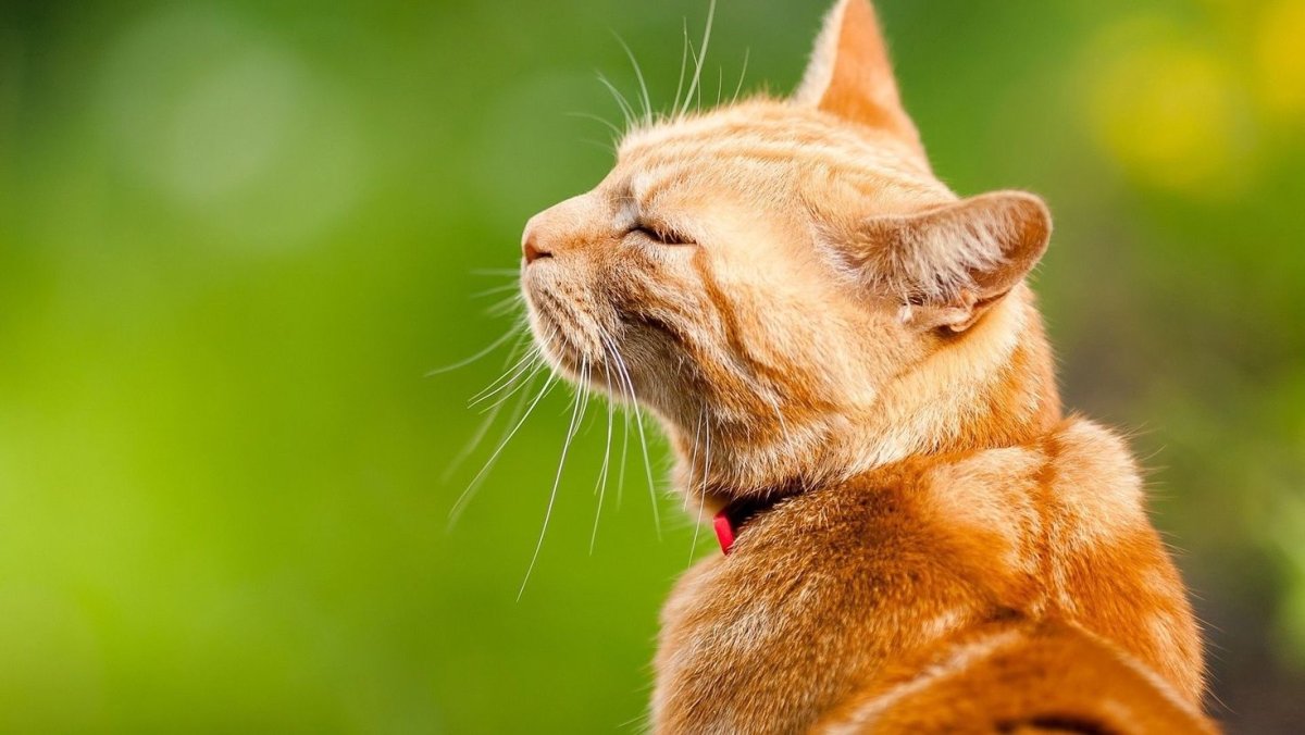 Рыжий котик