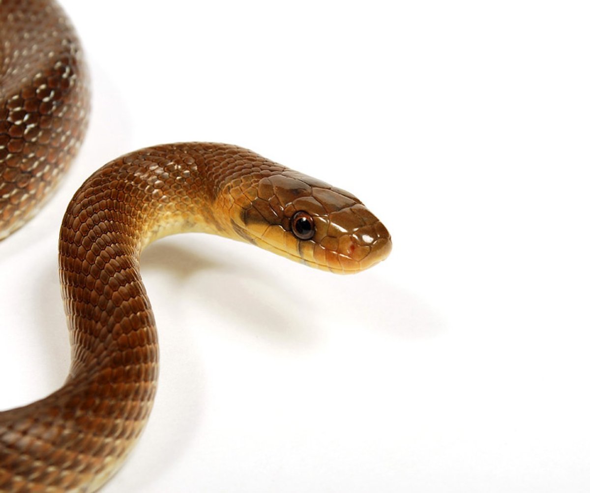 Эскулапов полоз