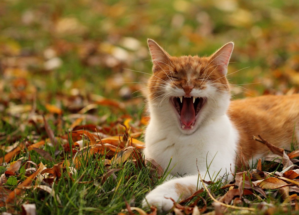 Кот в осенних листьях