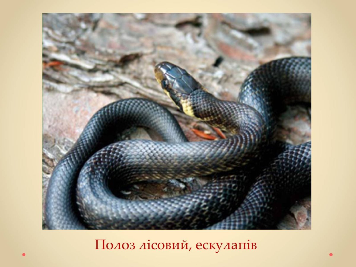 Змея кукуруза