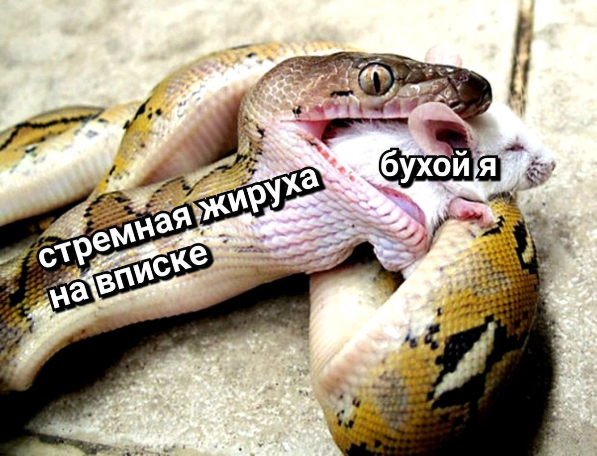 Антигуанский альсофис змея