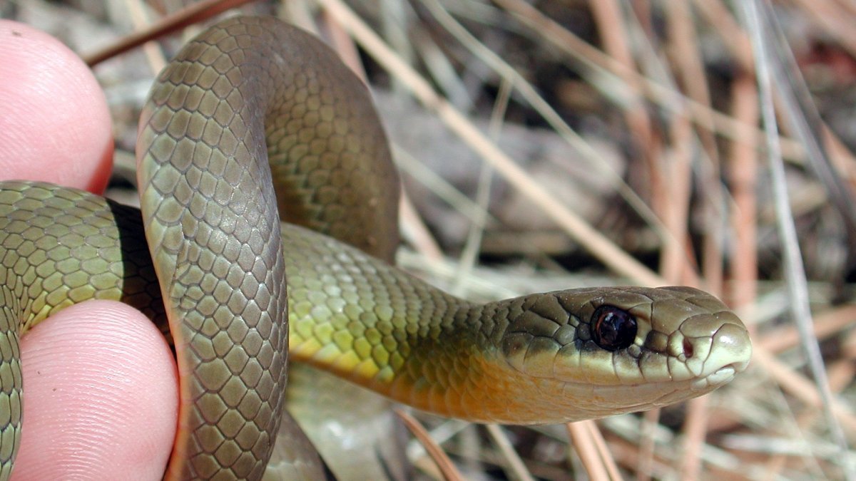 Эскулапов полоз Elaphe longissima