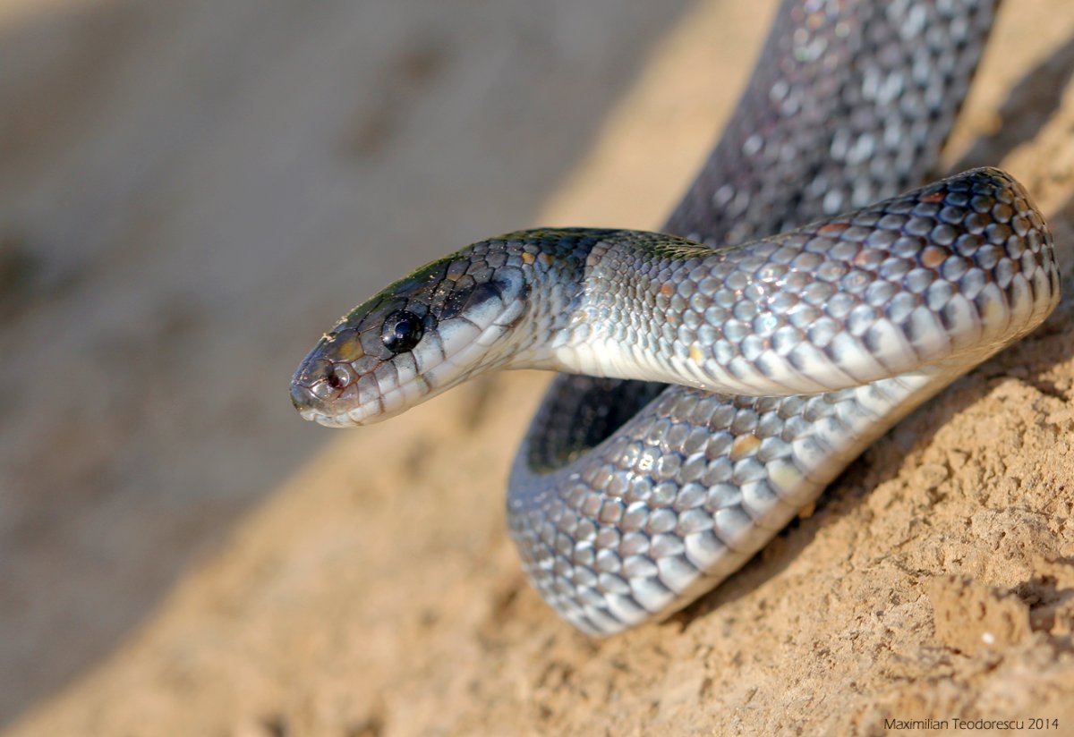 Эскулапов полоз змея