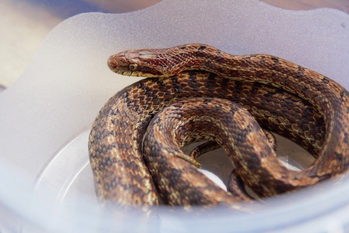 Маисовый узорчатый полоз