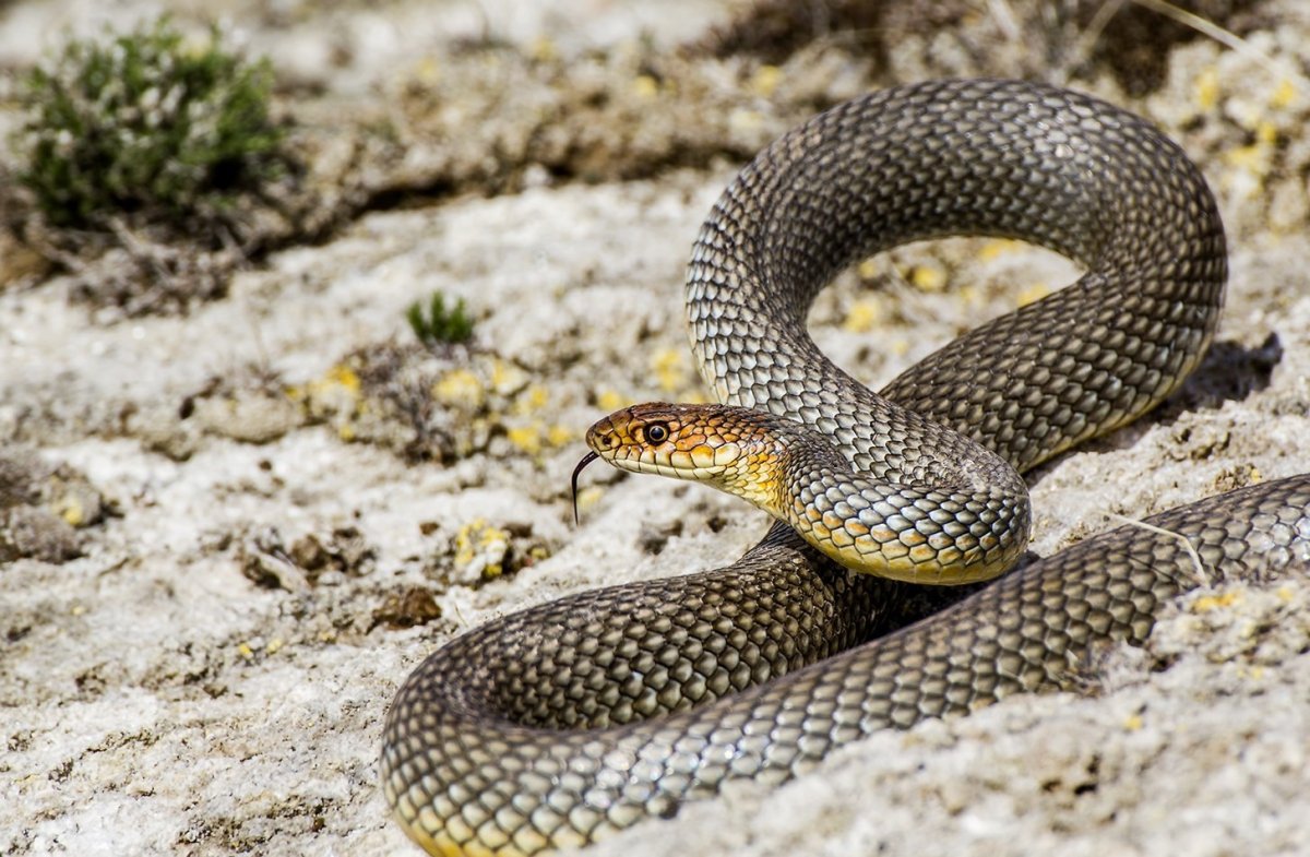 Тайпан австралийская тигровая змея