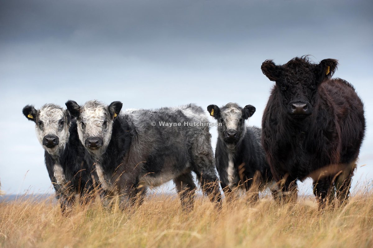 Gray Calf
