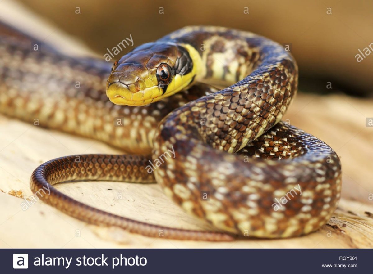 Эскула́пов по́лоз