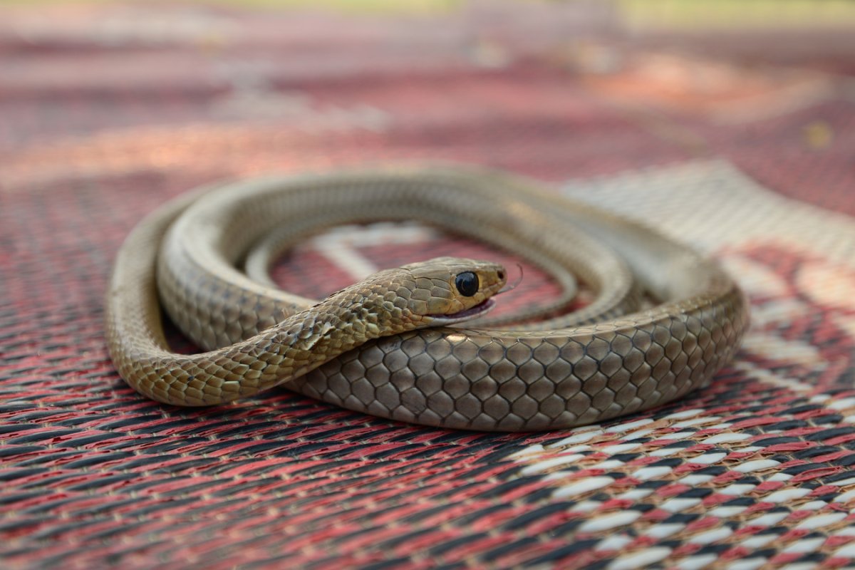 Белогубая куфия зелёная