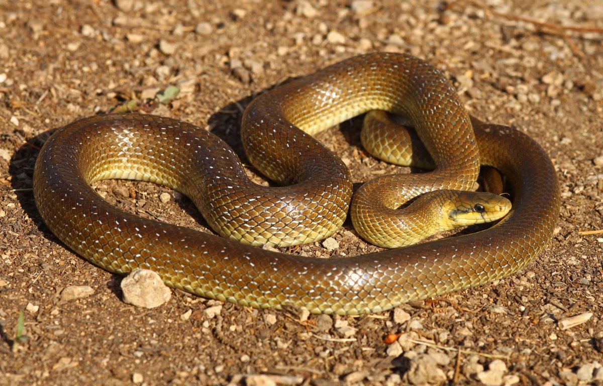 Эскулапов полоз