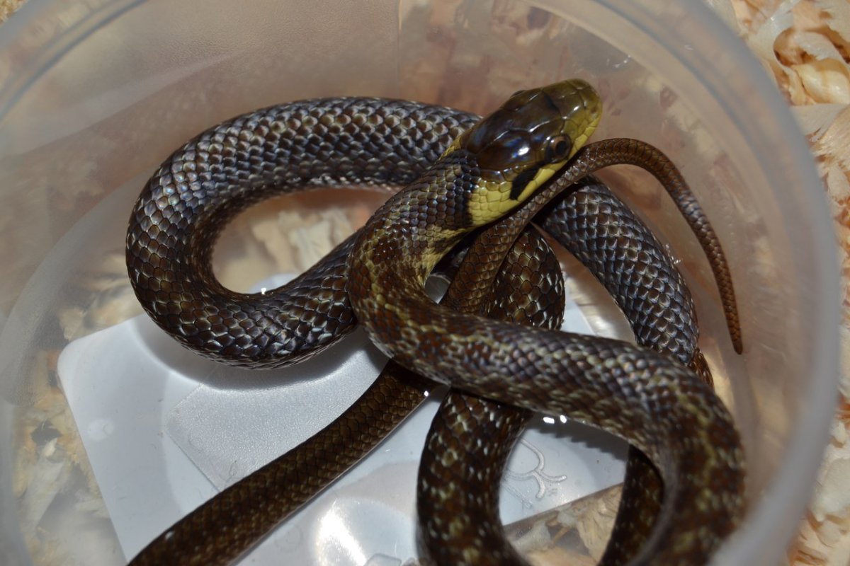 Полоз эскулапов (zamenis longissimus)