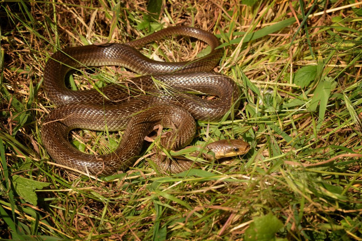 Эскулапов полоз