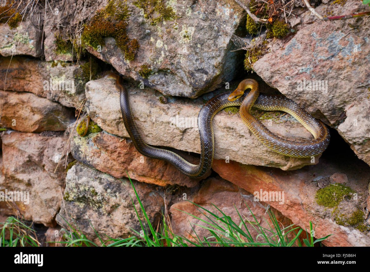 Тайпан Маккоя змея