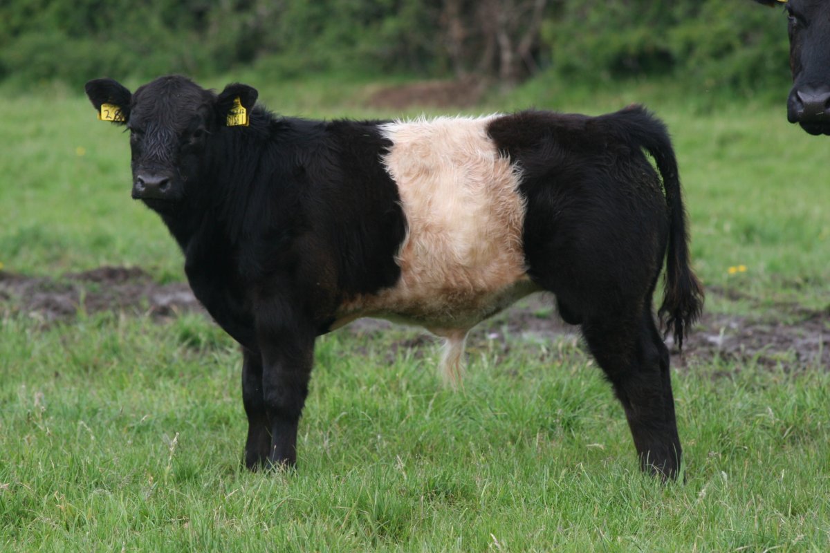 Опоясанные коровы Галлоуэй (Belted Galloway Cows)