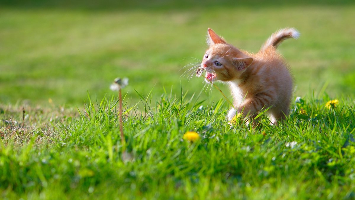 Огненный котенок