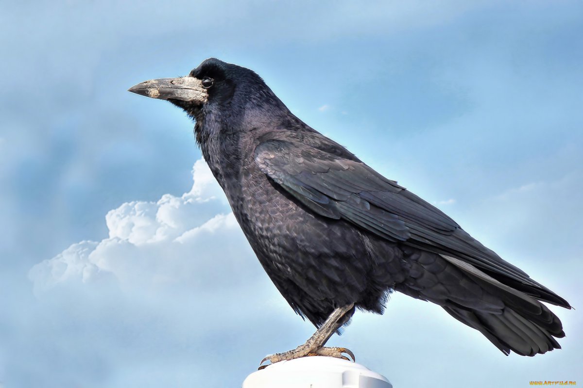 Ворон ворона Галка Грач