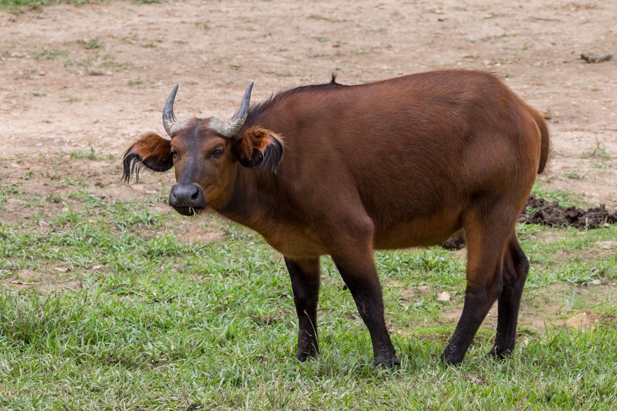 Винторогий буйвол