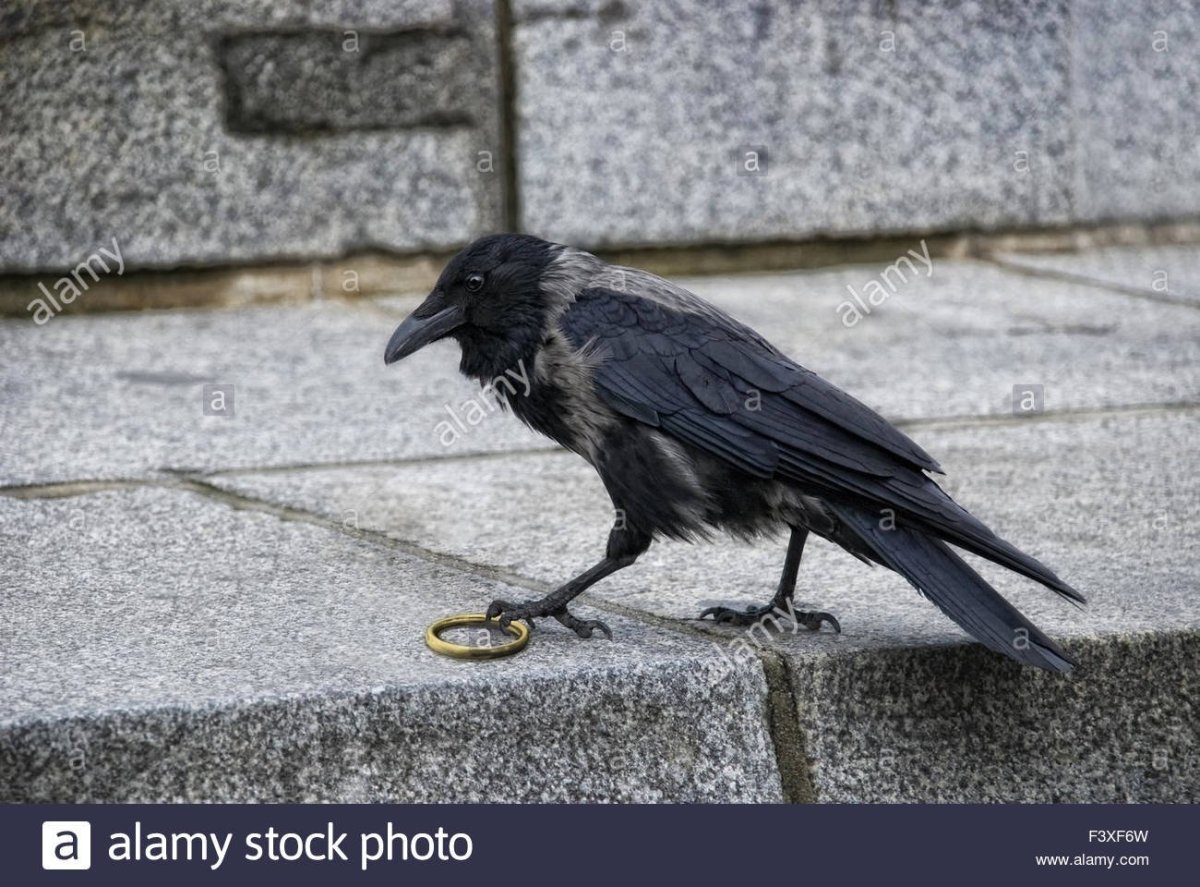 Развитие вороны