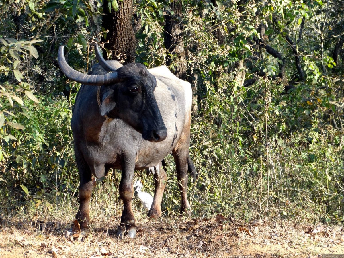 Кентус карликовый буйвол