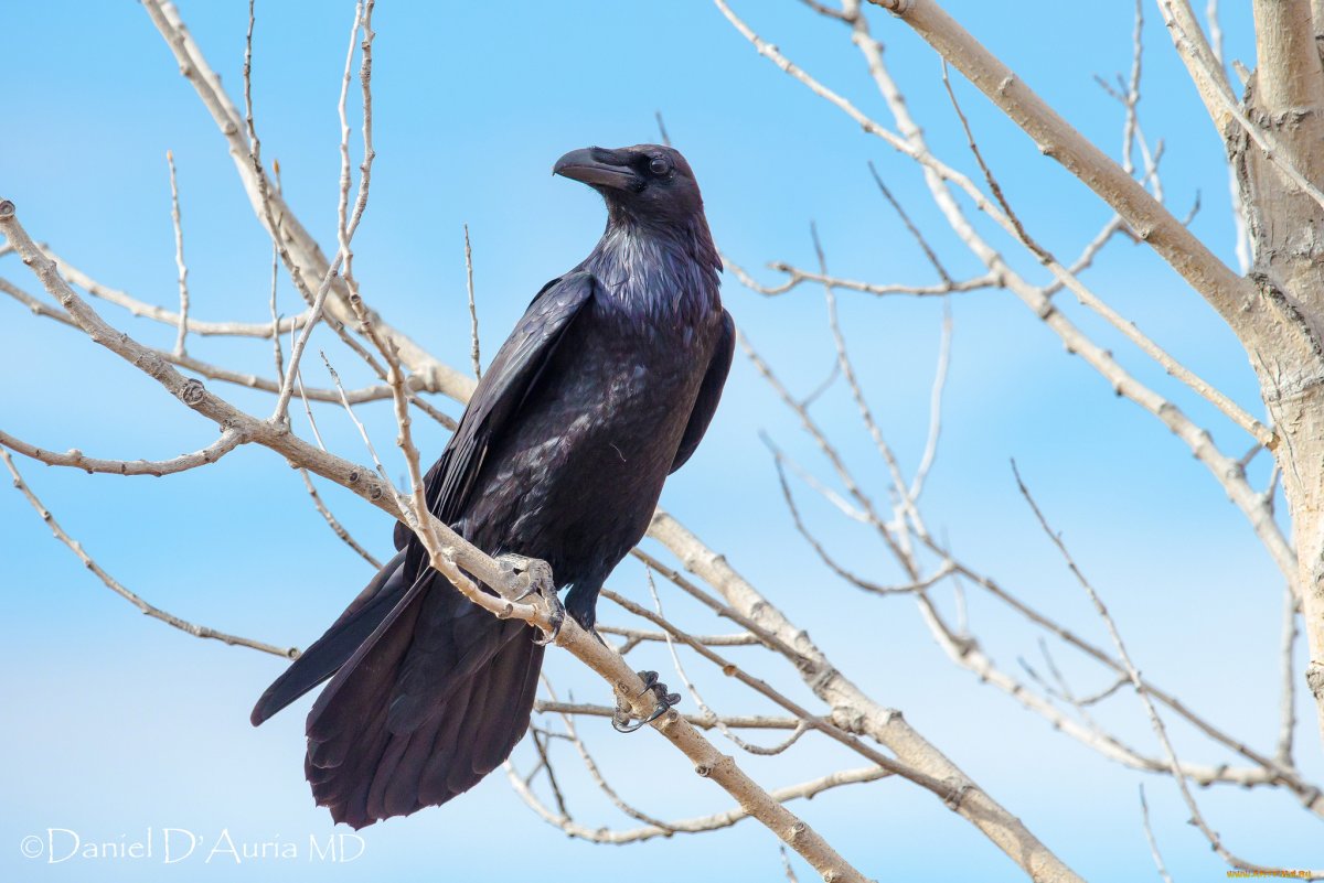 Ворон Грач Галка