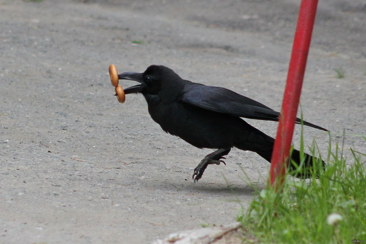 Ворон держит в клюве