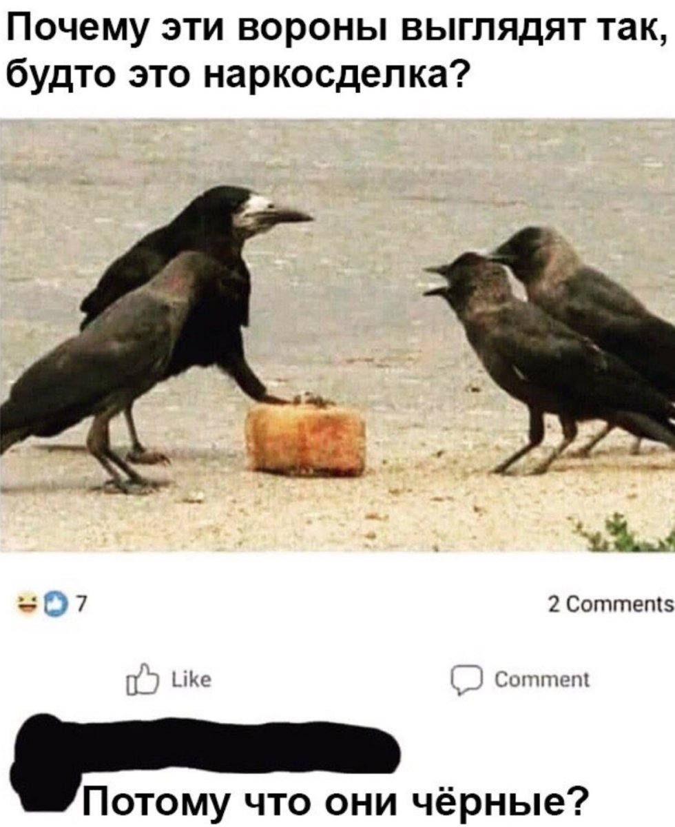 Галчонок птица