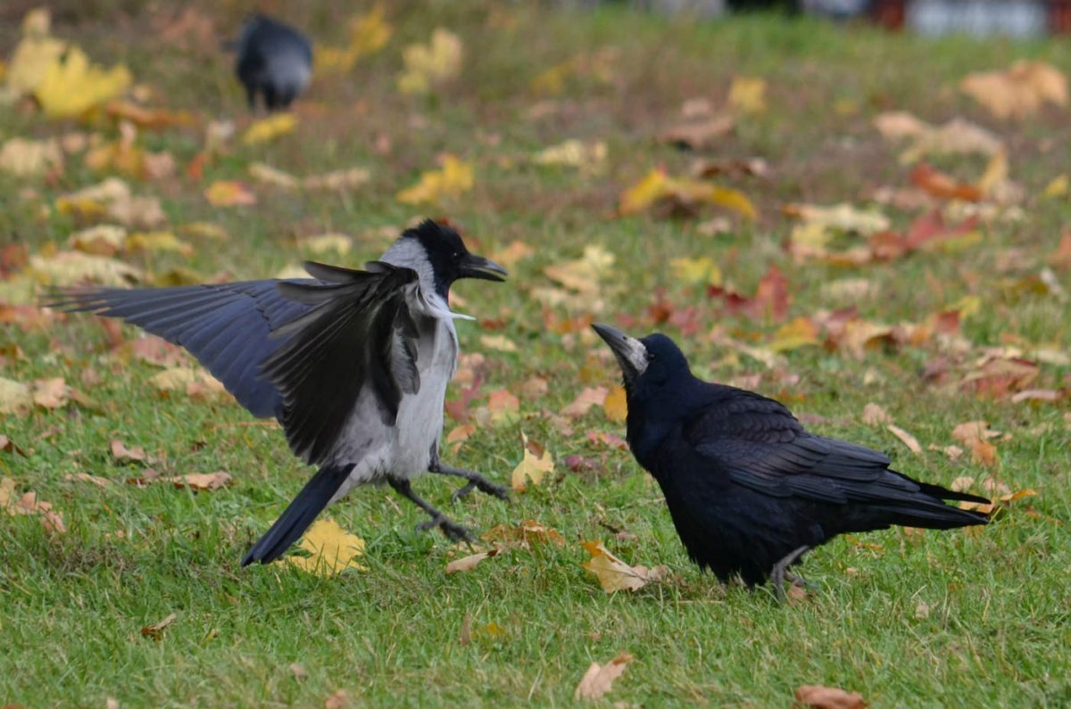 Разные вороны