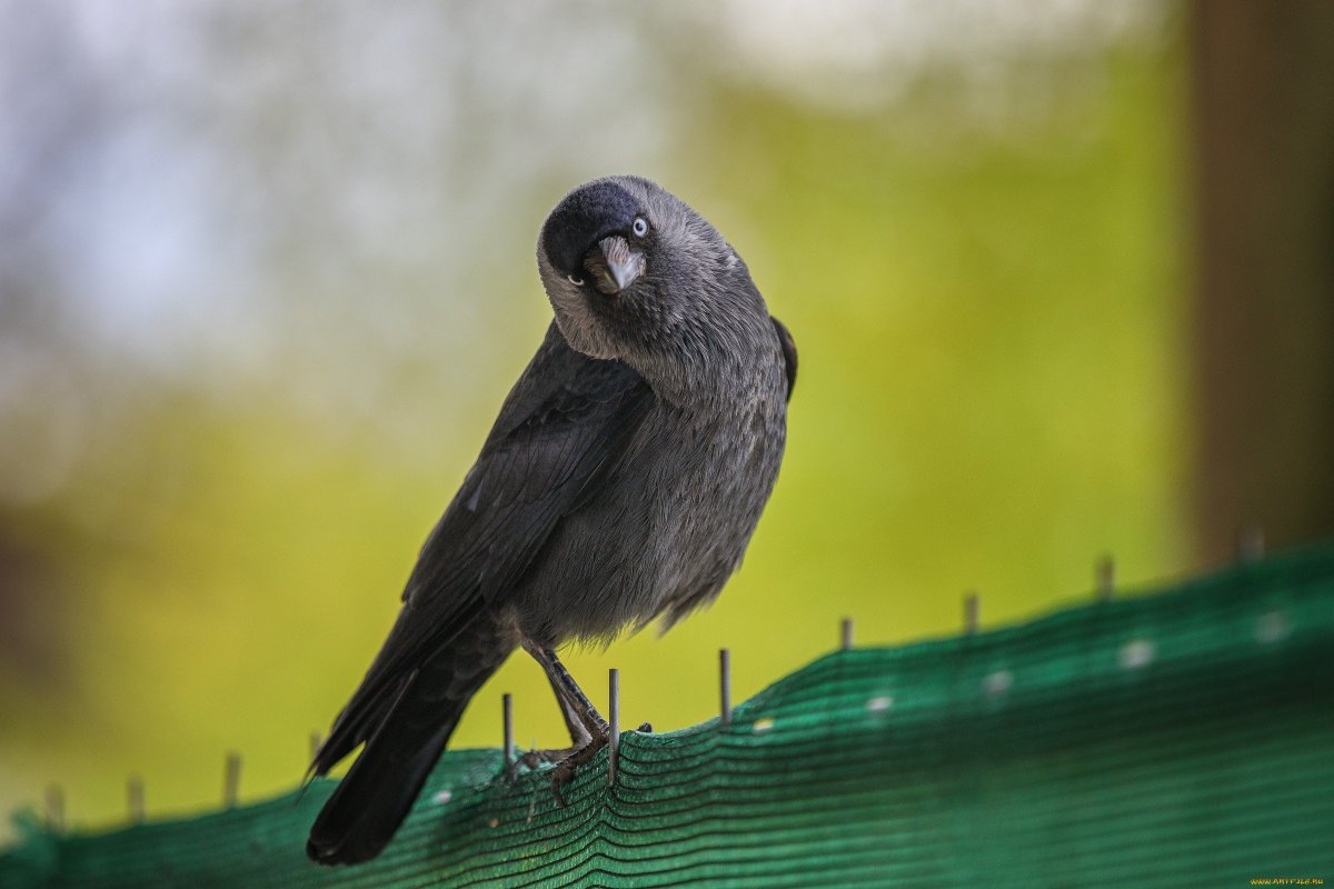 Врановые врановые