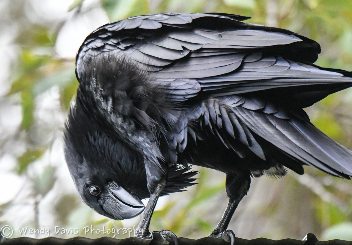 Птица похожая на ворону